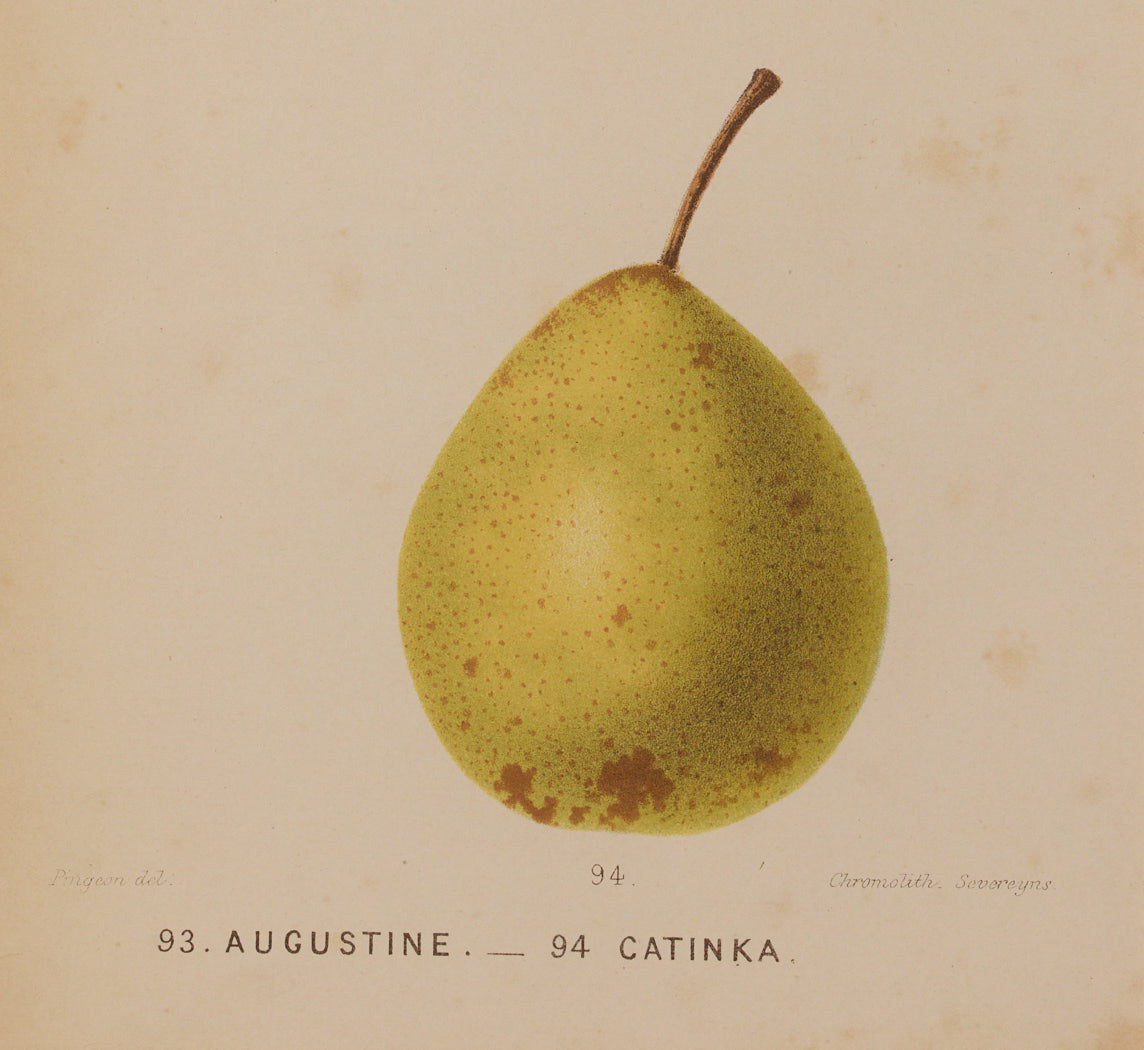 ANTIQUE PEAR STUDY BOTANICAL PRINT II