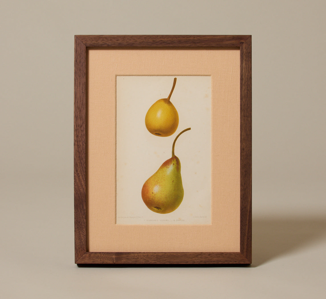 ANTIQUE PEAR VARIETAL BOTANICAL PRINT