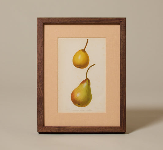 ANTIQUE PEAR VARIETAL BOTANICAL PRINT