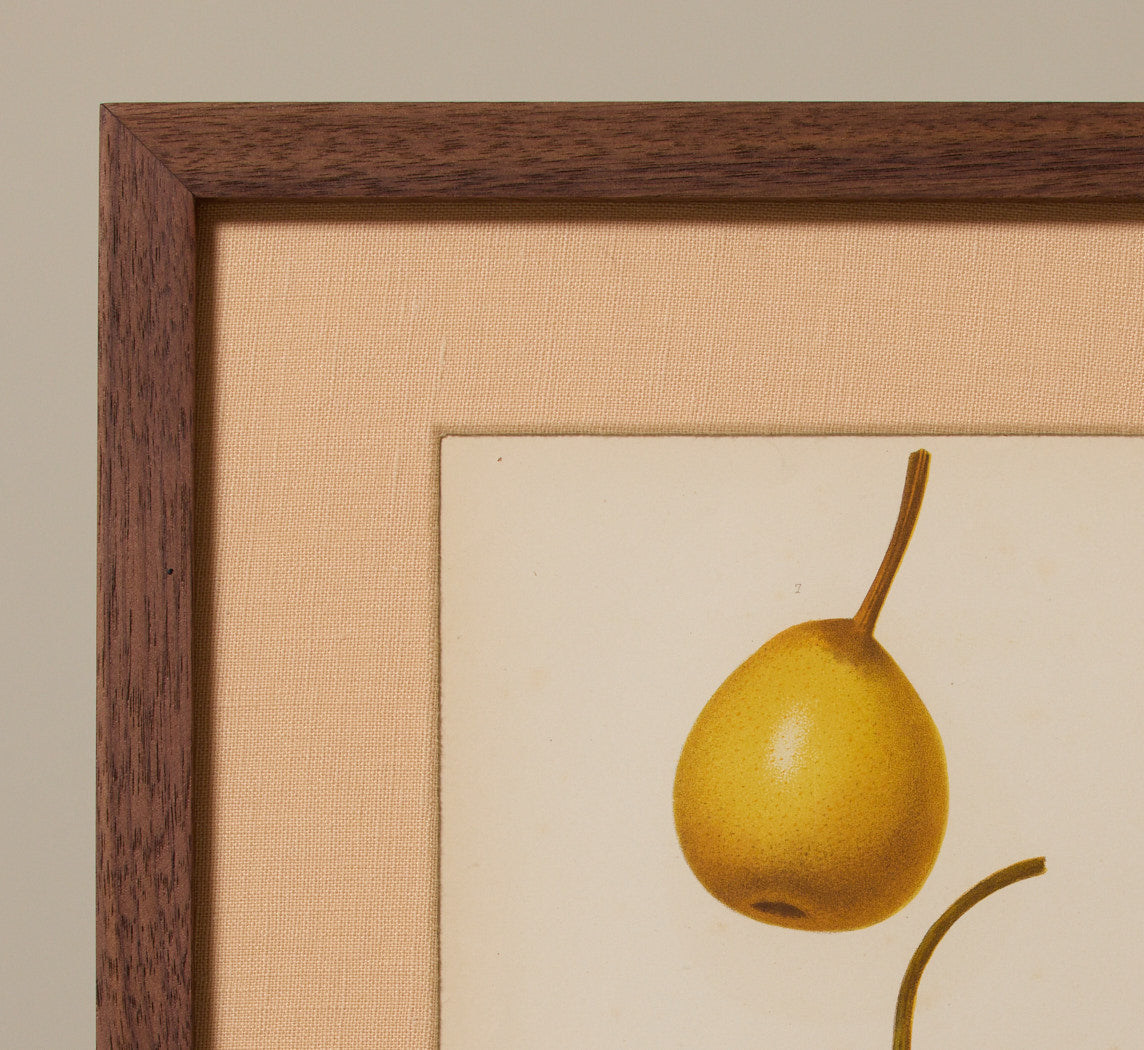 ANTIQUE PEAR VARIETAL BOTANICAL PRINT