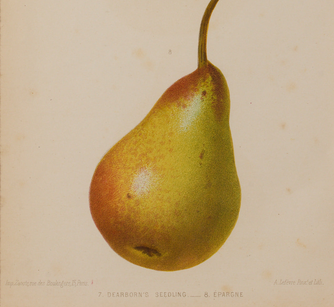ANTIQUE PEAR VARIETAL BOTANICAL PRINT