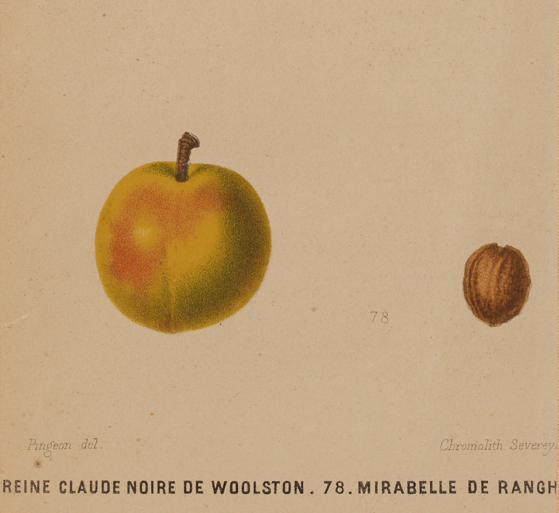 ANTIQUE PLUM BOTANICAL PRINT