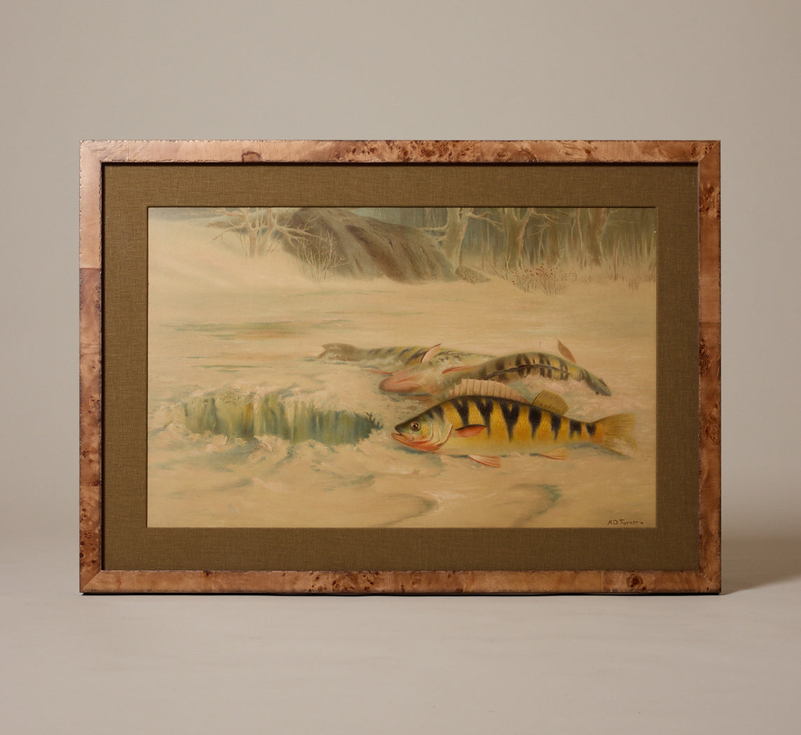 1900S YELLOW PERCH FISH CHROMOLITHOGRAPH