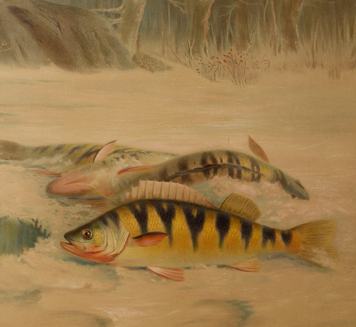 1900S YELLOW PERCH FISH CHROMOLITHOGRAPH