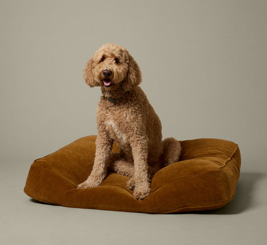 PIERCE & WARD DOG BED IN HONEY CHENILLE (MULTIPLE SIZES)
