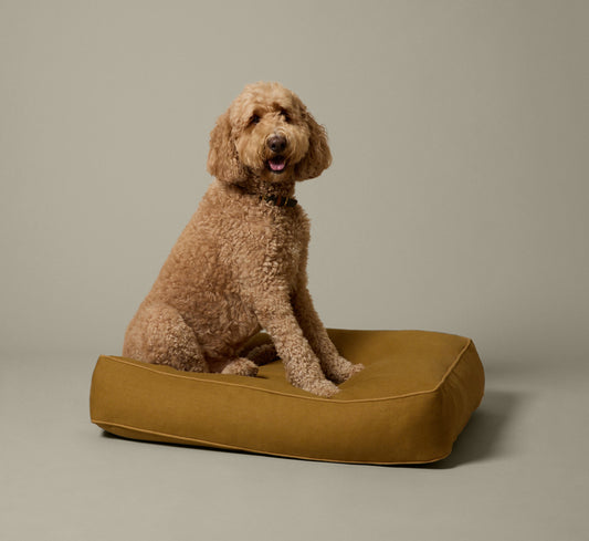 PIERCE & WARD DOG BED IN CUMIN WITH TURMERIC PIPING (MULTIPLE SIZES)