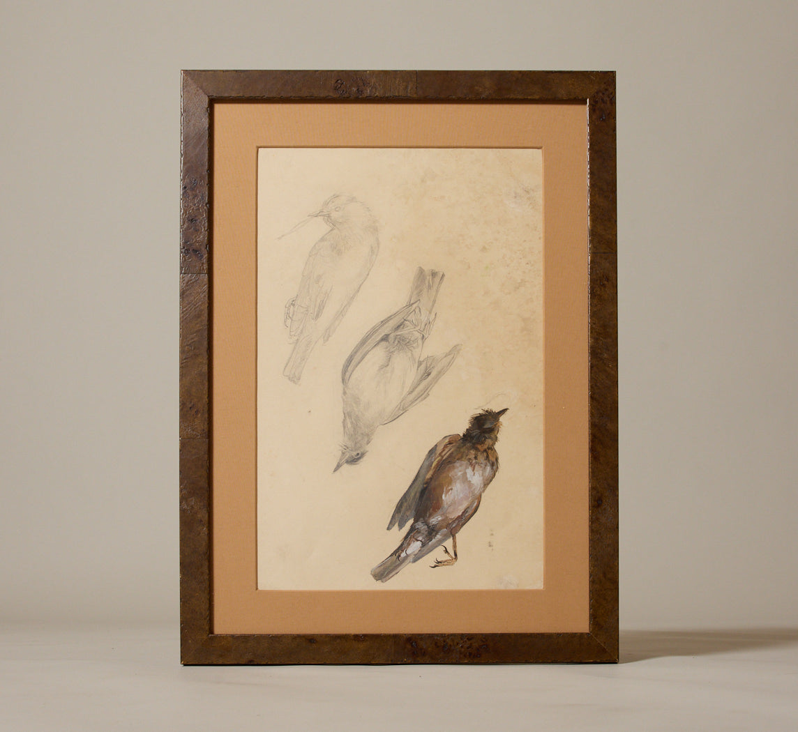 1960S FRENCH GOUACHE SPARROW SKETCH