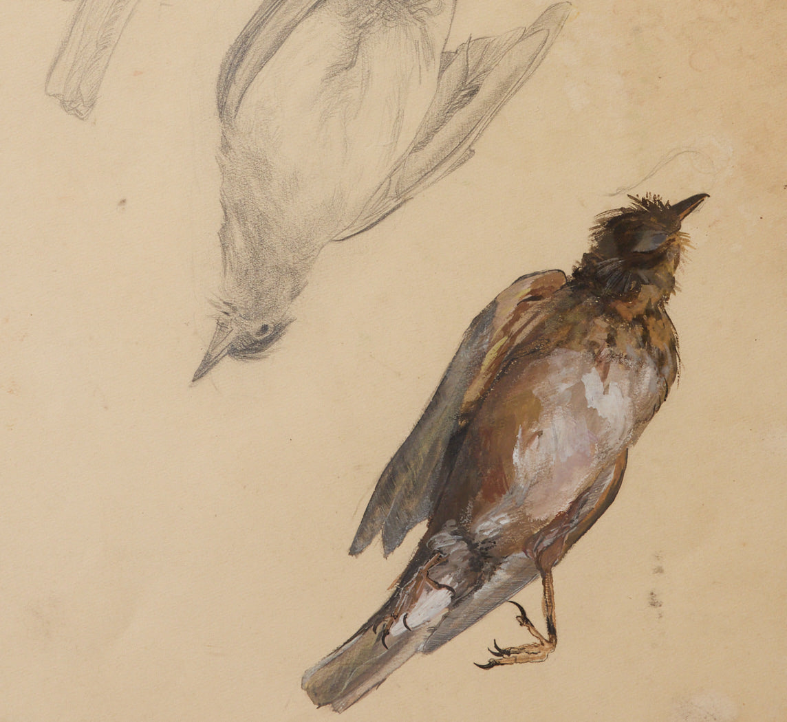 1960S FRENCH GOUACHE SPARROW SKETCH