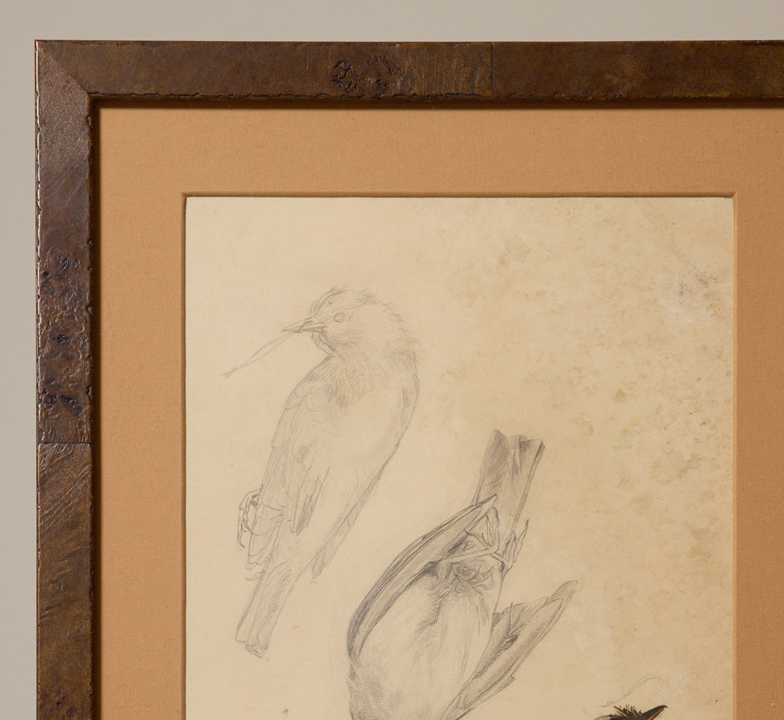 1960S FRENCH GOUACHE SPARROW SKETCH