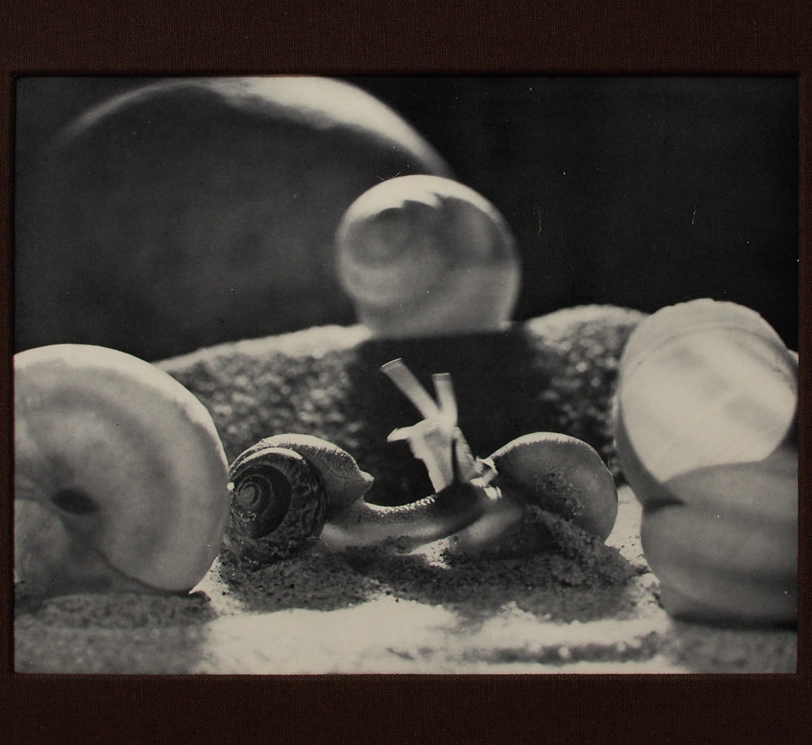 1946 PHOTOLITHOGRAPH "ESCARGOTS" BY WERNER BISCHOF (1916-1954)