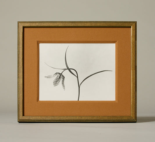 1930 FLOWER STALK BY KARL BLOSSFELDT (1865-1932)