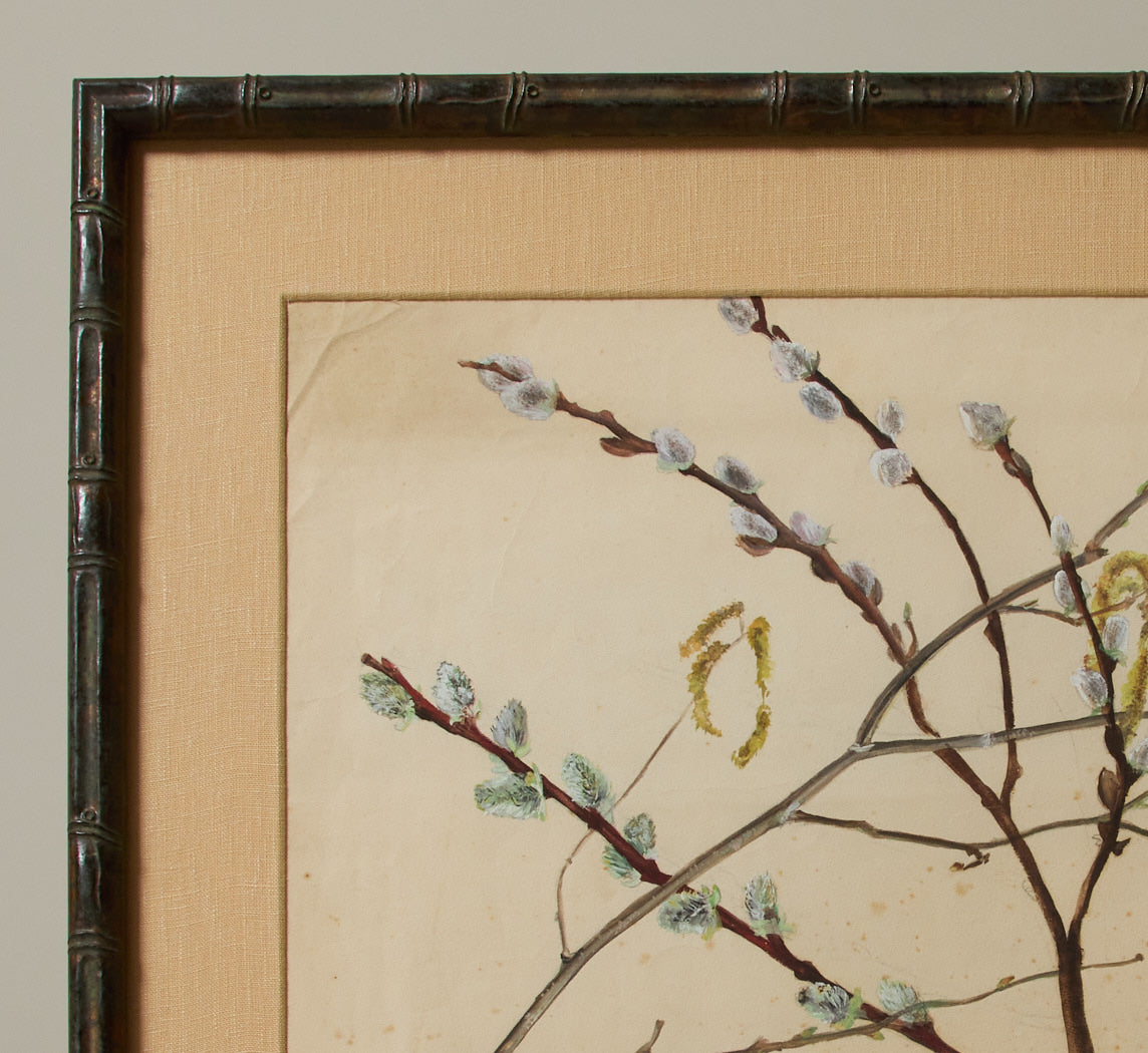1920 HERBARIUM PLANT STUDY II