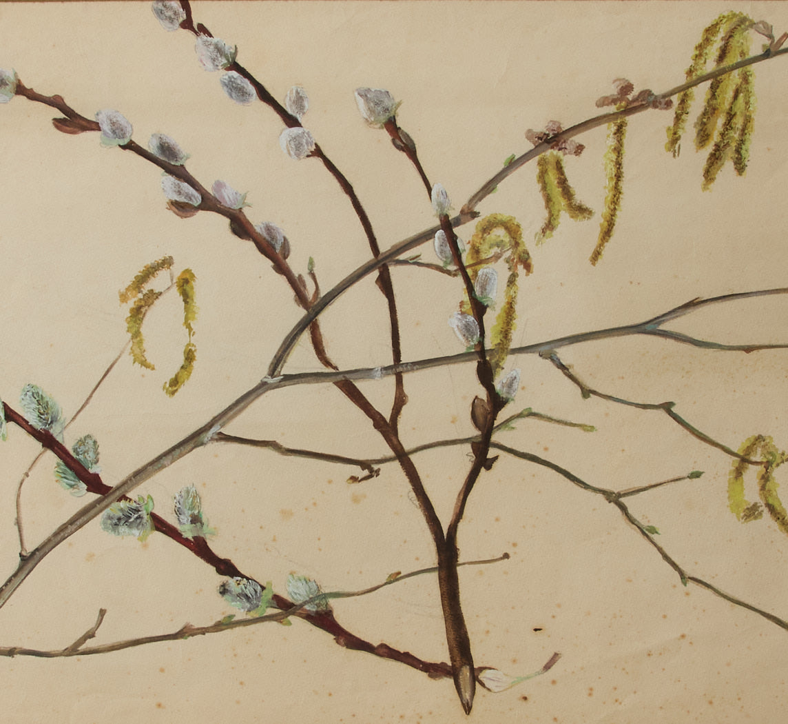 1920 HERBARIUM PLANT STUDY II