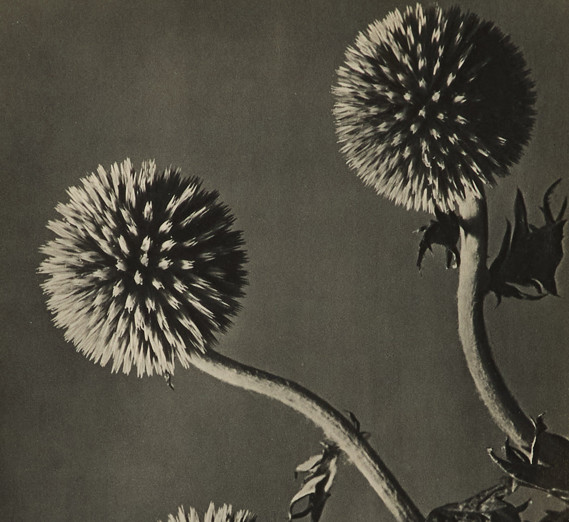 FIRST EDITION MAN RAY "FLOWERS" 1934